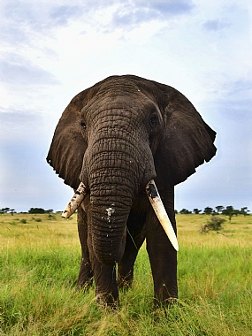 animals Mammals Nature landscape Plants World & Travel Africa