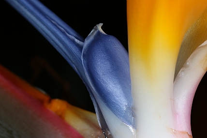 Photography Technics macro Nature Flowers