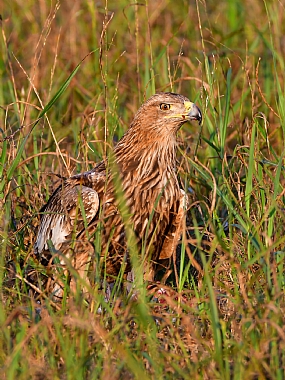 animals Birds Nature Plants Israel North Israel