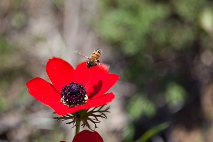 animals Bees Nature Flowers Plants