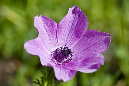 Nature Flowers Plants