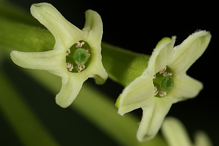 Photography Technics macro Nature Flowers