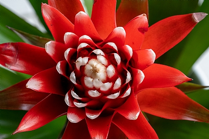 Nature Flowers Plants Israel North Israel