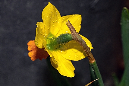 Nature Flowers Plants Israel North Israel