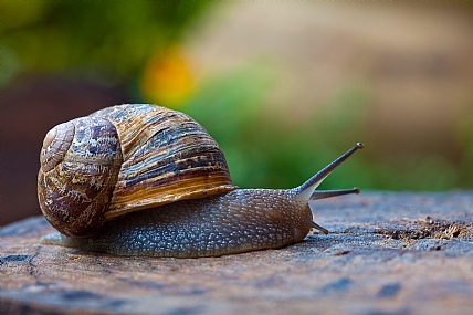 home & garden Garden animals Snails Nature Israel North Israel