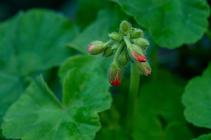 Photography Technics macro Nature Flowers Plants