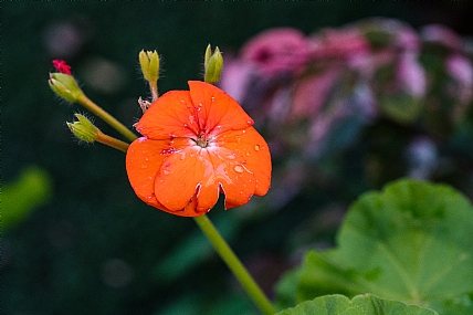 Photography Technics macro Nature Flowers Plants