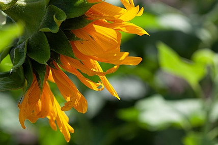 Photography Technics macro Nature Flowers Plants