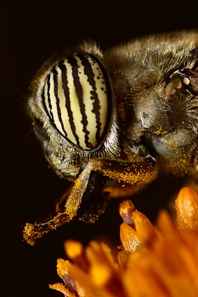 Photography Technics macro animals Insects