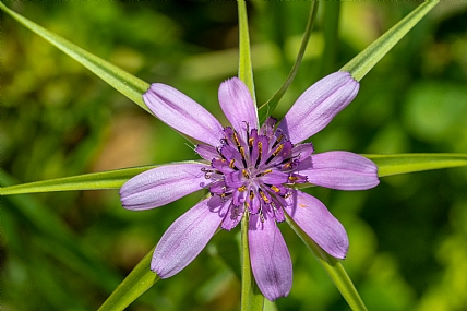 Photography Technics macro Nature Flowers Plants Israel North Israel