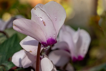 Photography Technics macro home & garden Garden