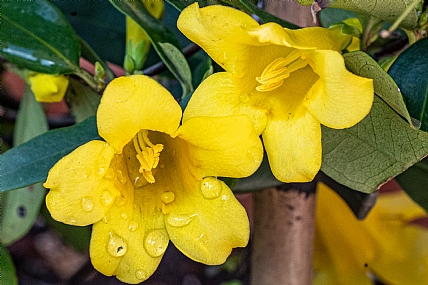 Photography Technics macro Nature Flowers Plants Israel North Israel