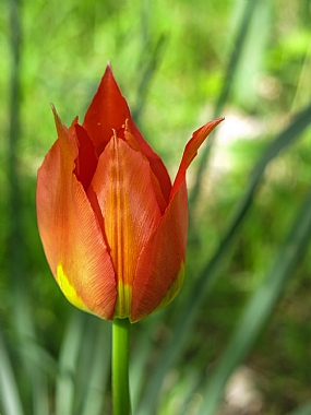 Photography Technics macro Nature Flowers Plants