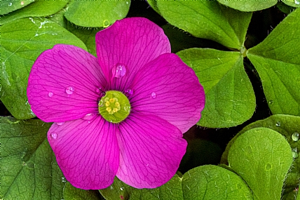 Photography Technics macro Nature Flowers Plants Israel North Israel