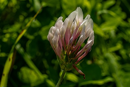 Photography Technics macro Nature Flowers Plants