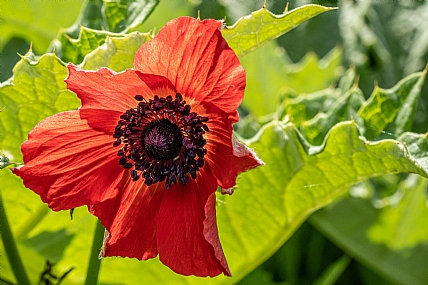 Photography Technics macro Nature Flowers Plants