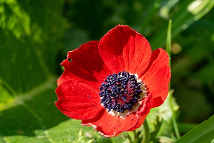 Photography Technics macro Nature Flowers Plants