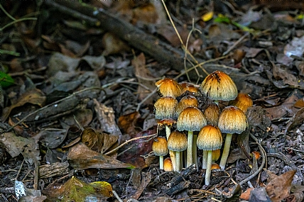 Photography Technics macro Nature Plants Land