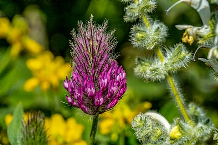 Nature Flowers Plants Israel North Israel