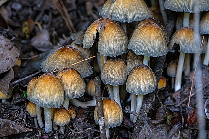 Nature Plants Land Israel North Israel