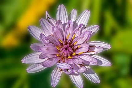 Nature Flowers Plants Parks & Gardens