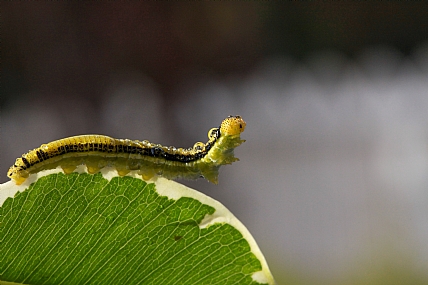 Photography Technics macro Nature Israel North Israel