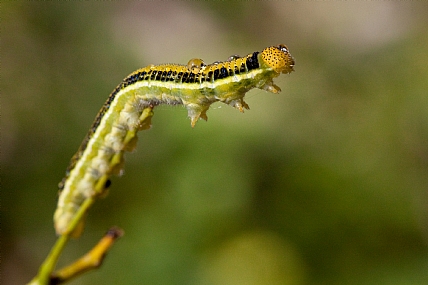 Photography Technics macro HDR Nature
