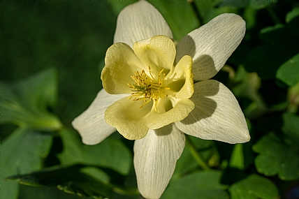 Nature Flowers Plants