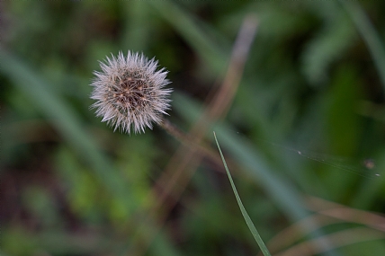 Nature Plants Israel North Israel