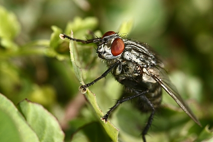 Photography Technics macro animals Insects