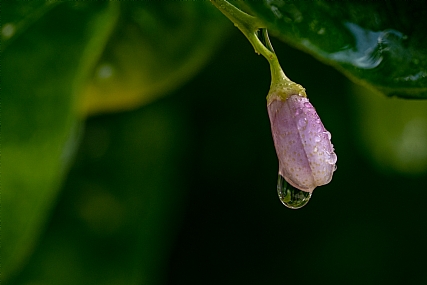 Photography Technics macro Nature Flowers