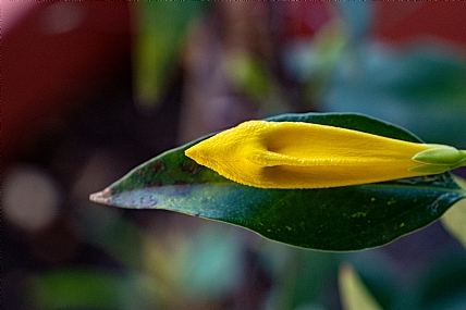 Photography Technics macro home & garden Garden Nature Flowers Israel North Israel