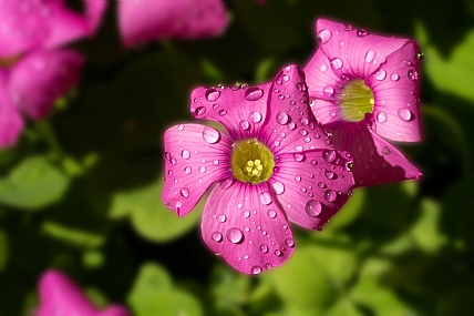 home & garden Garden Nature Flowers Plants