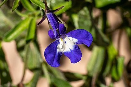 Photography Technics macro Nature Flowers Plants Israel North Israel