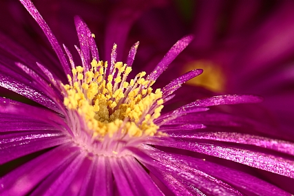 Photography Technics macro Nature Flowers