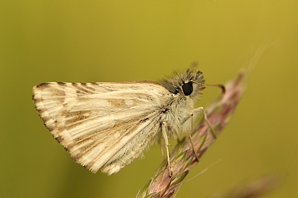 Photography Technics macro animals Butterflies Insects