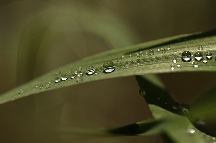 Photography Technics macro Nature Plants water