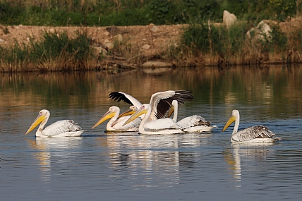 Photo by:  yehoda alon