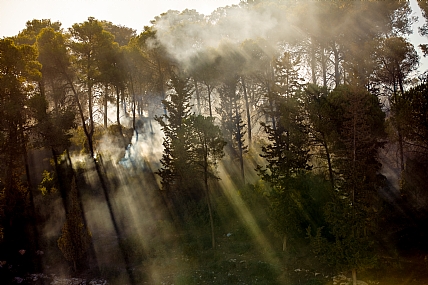 Nature landscape Trees Israel Israel views North Israel