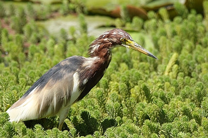 animals Birds Poultry