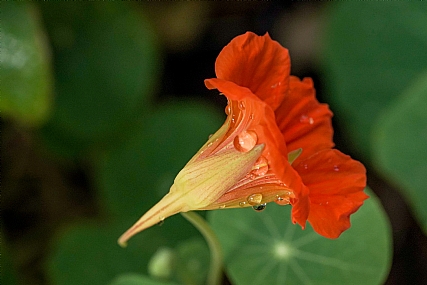 Photography Technics macro Nature Flowers Plants Israel North Israel