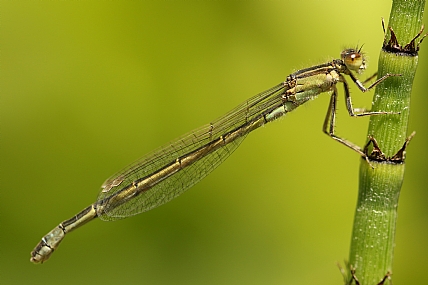 Photography Technics macro animals Insects