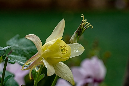 Photography Technics macro Nature Flowers Plants