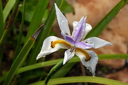 Photography Technics macro home & garden Garden Nature Flowers Plants Israel North Israel