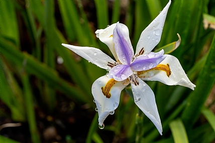Photography Technics macro home & garden Garden Nature Flowers Plants Israel North Israel