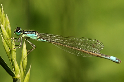 Photography Technics macro animals Insects