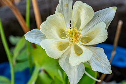 Photography Technics macro Israel North Israel