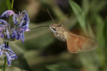 animals Butterflies Insects