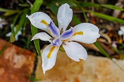 Photography Technics macro Nature Flowers Plants
