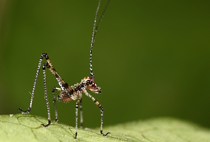 Photography Technics macro animals Insects